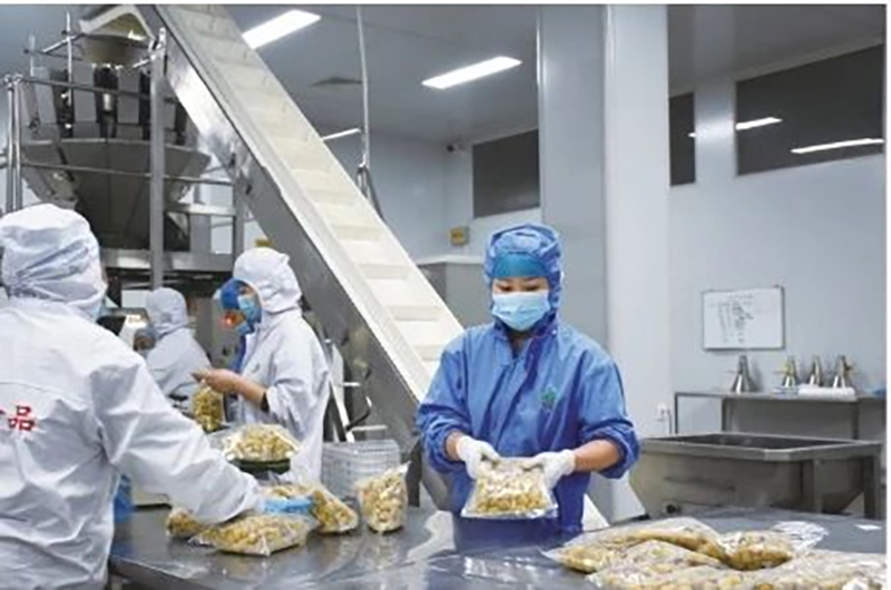 "King of Autumn Fruit" has been launched, Qingdao Ouyade helps the development of chestnut industry!