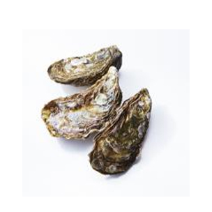 Oyster