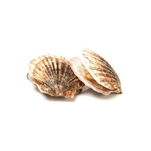 Scallop