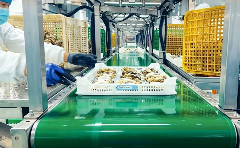 Oyster Automatic Cleaning & Weight Sorting Line | Complete Solution