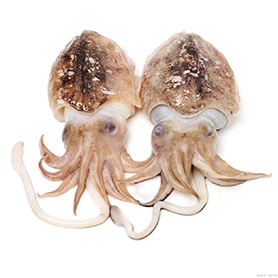 Cuttlefish