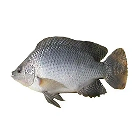 Tilapia