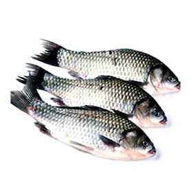 Crucian carp