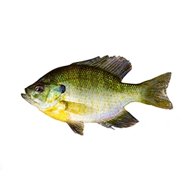 Sunfish