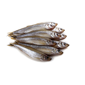 Cucumberfish