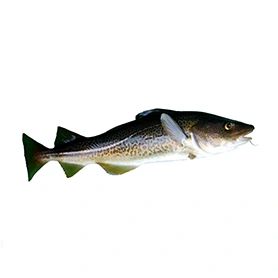 Cod