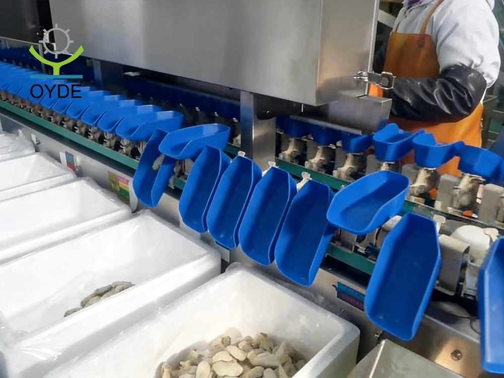 Oyster Rotating Trays Weight Sorting Machine