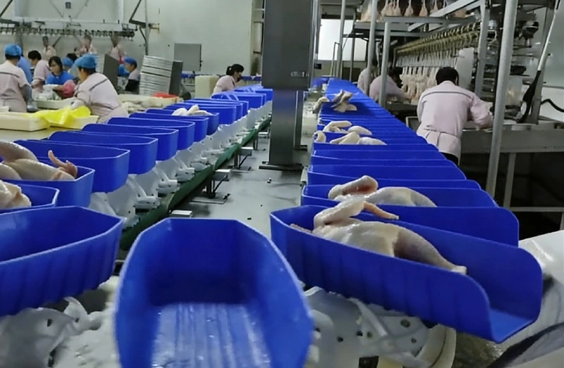 Weight Grading Solutions for Poultry Processing Plants