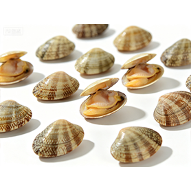 Clam