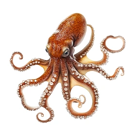 Octopus