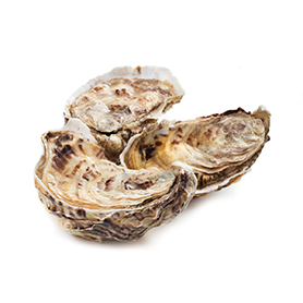 Oyster