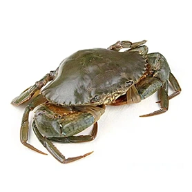 Seafood