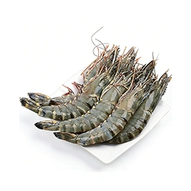 Shrimp