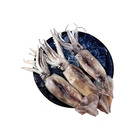 Squid