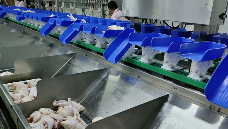 Poultry Weight Grading Machine | Whole Chicken Weight Sorter