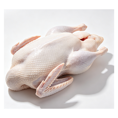 White-feathered goose
