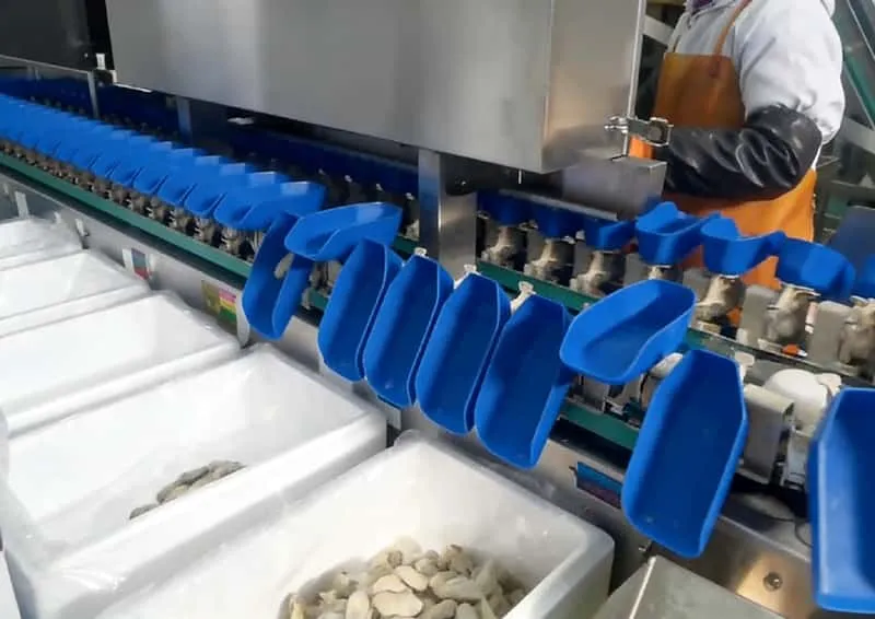 High Precision Box Type Weight Sorter for Food - OYDE